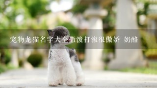 宠物龙猫名字大全撒泼打滚很傲娇 奶酪