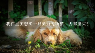 我在重庆想买一只英短宠物猫，去哪里买？