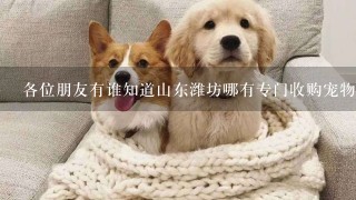 各位朋友有谁知道山东潍坊哪有专门收购宠物狗的？谢谢