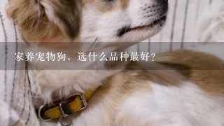 家养宠物狗，选什么品种最好？