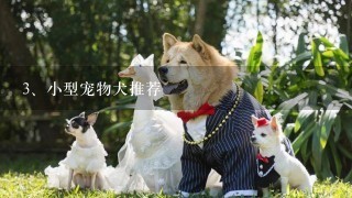 小型宠物犬推荐