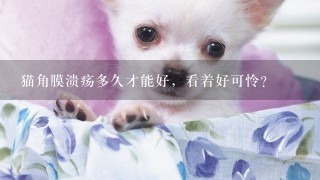 猫角膜溃疡多久才能好，看着好可怜？