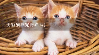 美短猫算宠物猫吗？