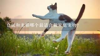 仓鼠和龙猫哪个最适合做家庭宠物?