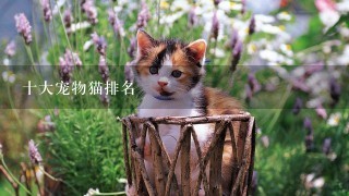 十大宠物猫排名