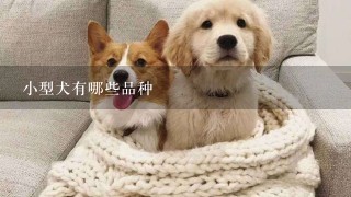 小型犬有哪些品种