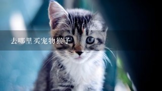 去哪里买宠物猴子