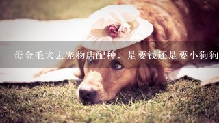 母金毛犬去宠物店配种，是要钱还是要小狗狗?