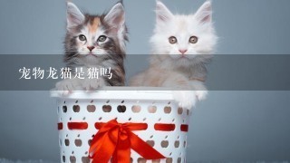 宠物龙猫是猫吗