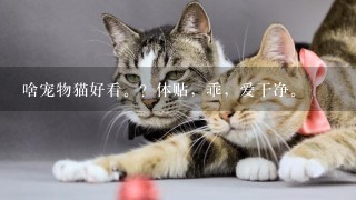 啥宠物猫好看。？体贴，乖，爱干净。