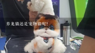 养龙猫还是宠物猫呢？