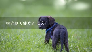 狗狗夏天能吃西瓜么？