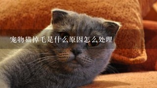 宠物猫掉毛是什么原因怎么处理