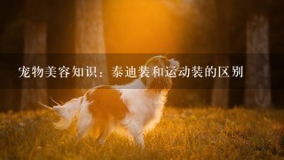 宠物美容知识：泰迪装和运动装的区别