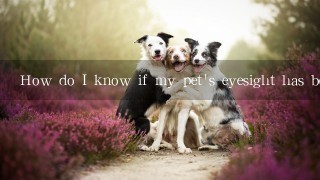 How do I know if my pet's eyesight has been affected by age or disease?
