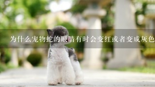 为什么宠物蛇的眼睛有时会变红或者变成灰色的颜色呢？