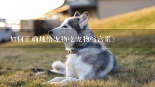 如何正确地给宠物吃宠物缩宫素？