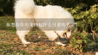 你想给你的宠物起什么可爱的名字？