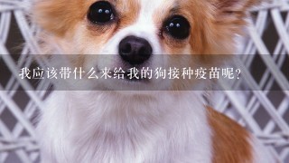 我应该带什么来给我的狗接种疫苗呢？