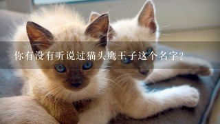 你有没有听说过猫头鹰王子这个名字？