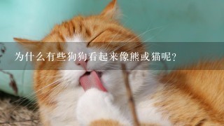 为什么有些狗狗看起来像熊或猫呢？