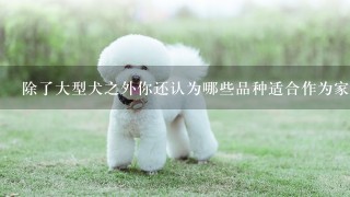 除了大型犬之外你还认为哪些品种适合作为家庭宠物？