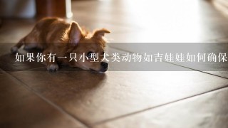 如果你有一只小型犬类动物如吉娃娃如何确保他们不会受伤在玩耍时？