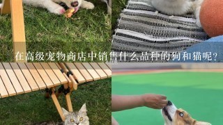 在高级宠物商店中销售什么品种的狗和猫呢？