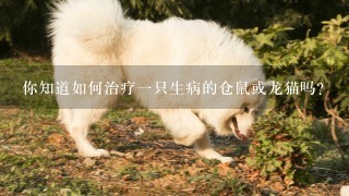 你知道如何治疗一只生病的仓鼠或龙猫吗？