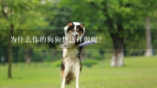 为什么你的狗狗想这样做呢？