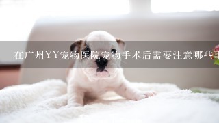 在广州YY宠物医院宠物手术后需要注意哪些事项