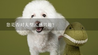 您是否对大型犬感兴趣