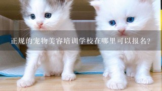 正规的宠物美容培训学校在哪里可以报名