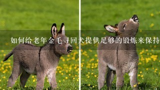 如何给老年金毛寻回犬提供足够的锻炼来保持健康和活跃