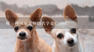 哪一种明星宠物的名字是Comet?
