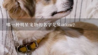 哪一种明星宠物的名字是Shadow?