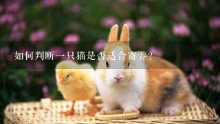 如何判断一只猫是否适合寄养?