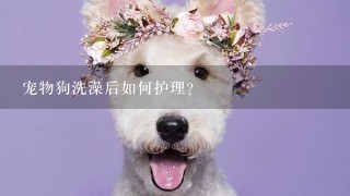 宠物狗洗澡后如何护理?