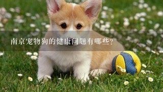 南京宠物狗的健康问题有哪些?