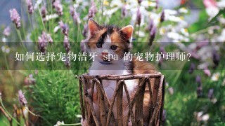 如何选择宠物洁牙 spa 的宠物护理师?