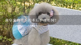 曲阜宠物手术的术后护理如何?