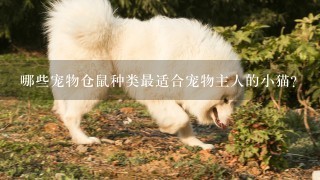 哪些宠物仓鼠种类最适合宠物主人的小猫?