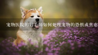 宠物医院的剪毛师如何处理宠物的恐惧或焦虑?