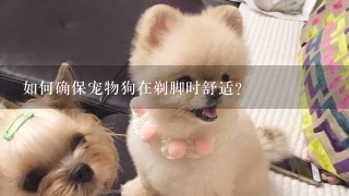 如何确保宠物狗在剃脚时舒适?